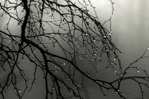 Caen gotas del árbol durante la niebla