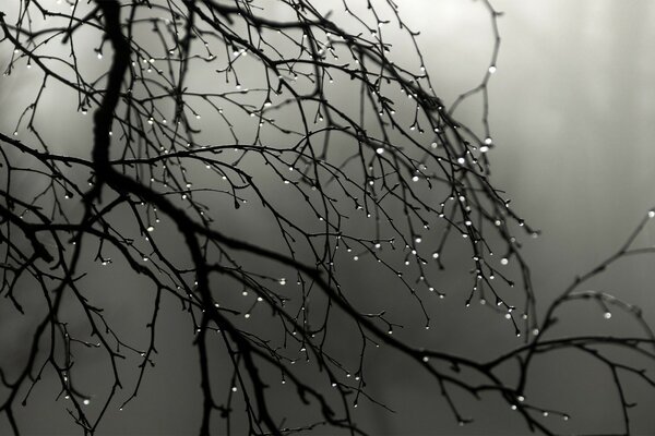 Krople spływają z drzewa podczas mgły
