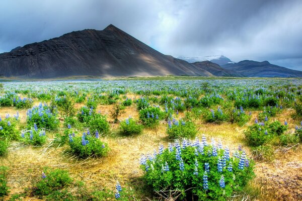 Landscape of a field with flowers on the background of mountains