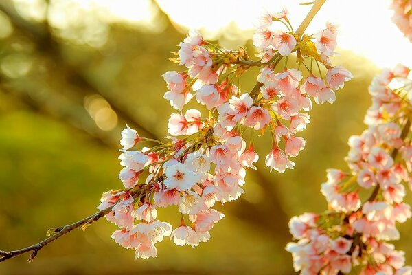 The sun s rays illuminate the spring flowers