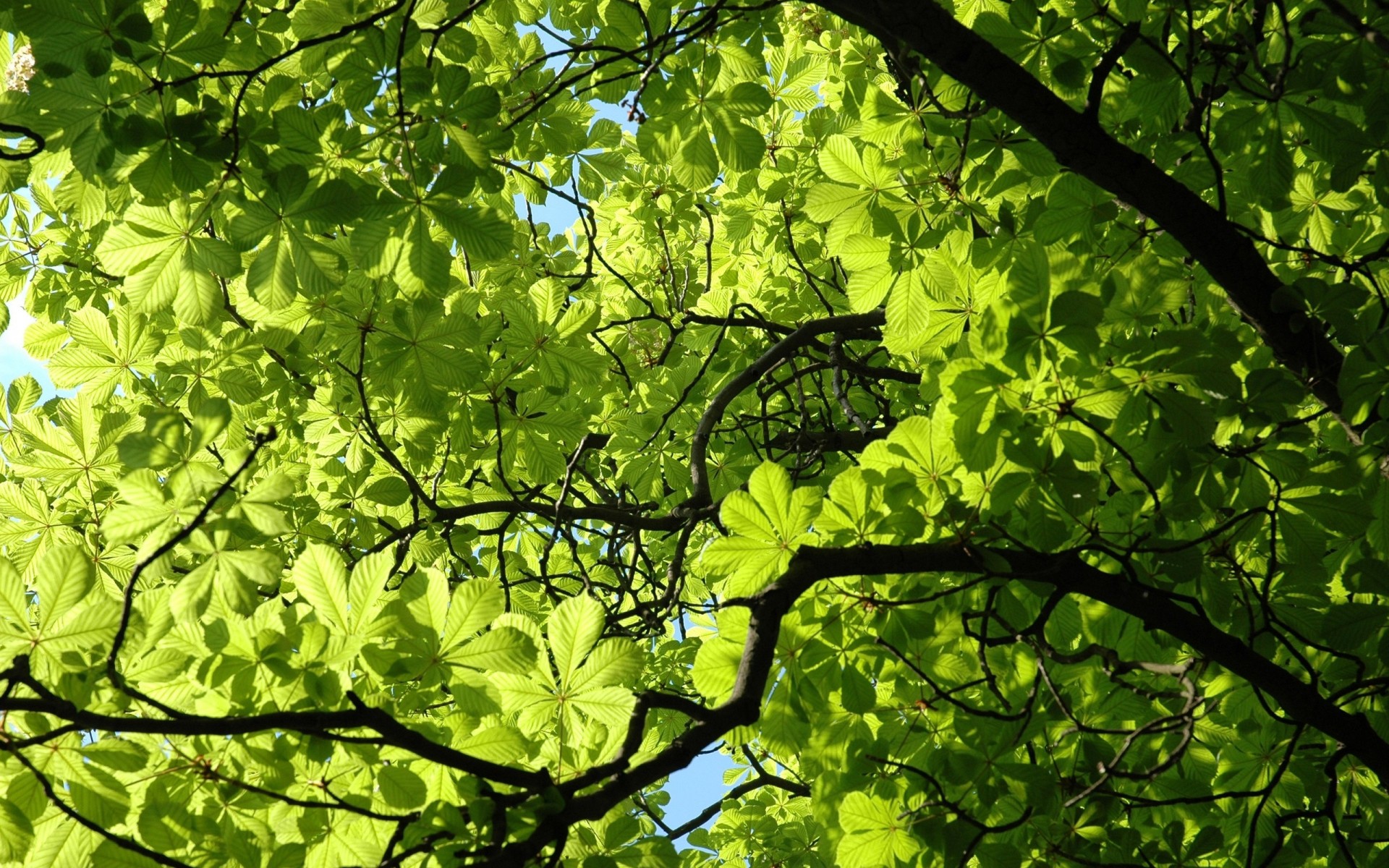 foglia pianta verde castagno ramo primavera