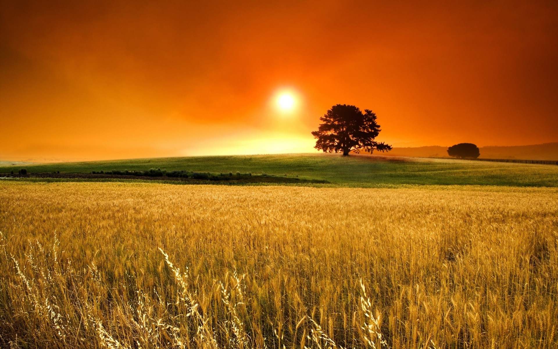 orange baum getreide nebel sonne himmel feld