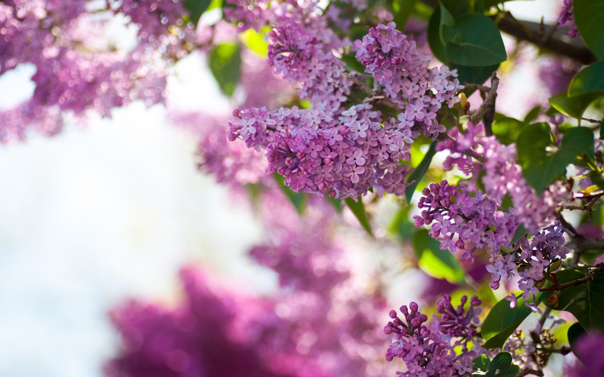 lilac sky bush spring flower