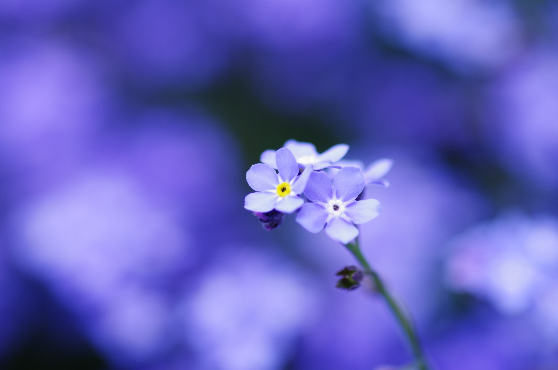 blue flower blur tender me-nots close up focus petal