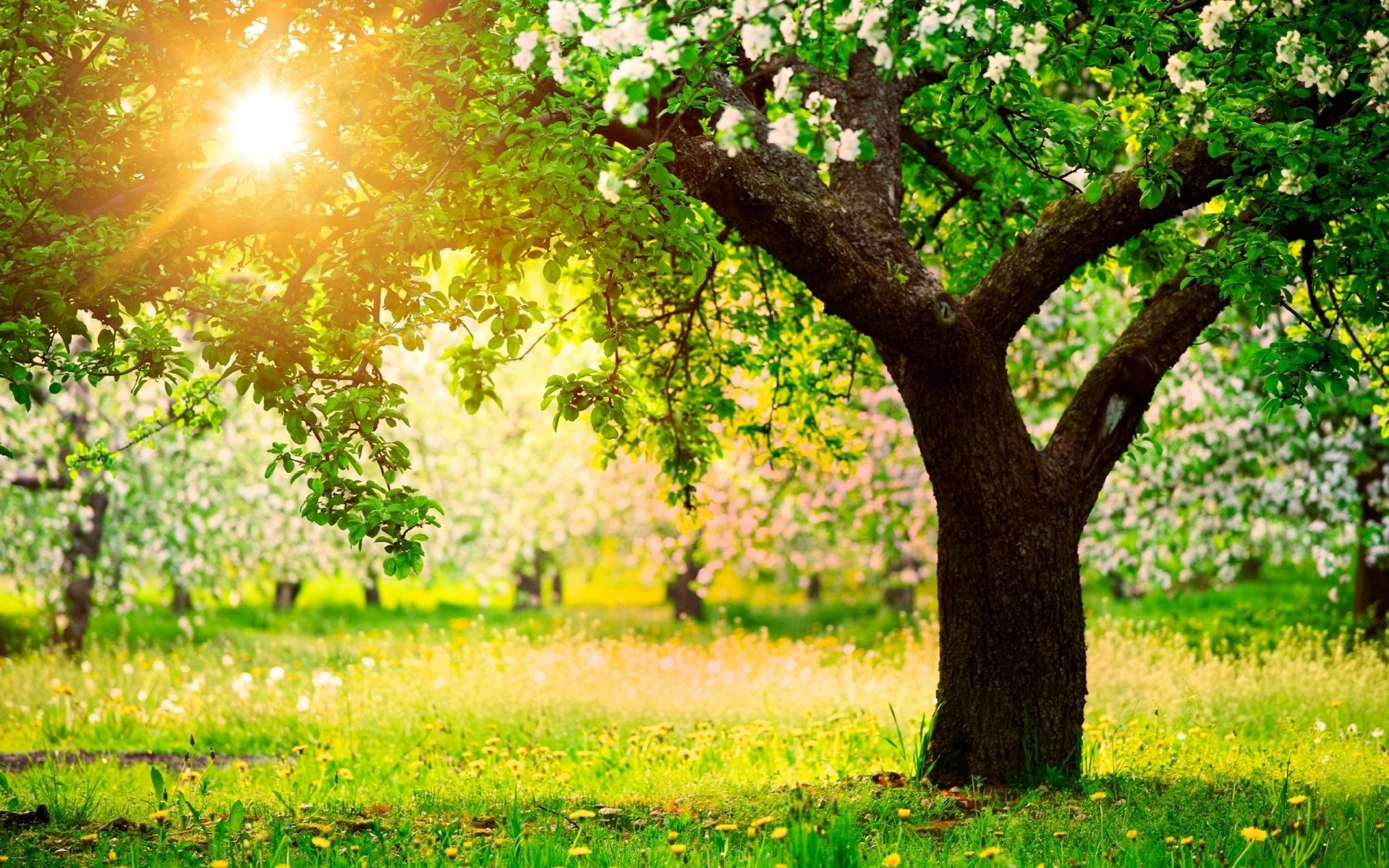 mela luce primavera sole fioritura luminoso denti di leone