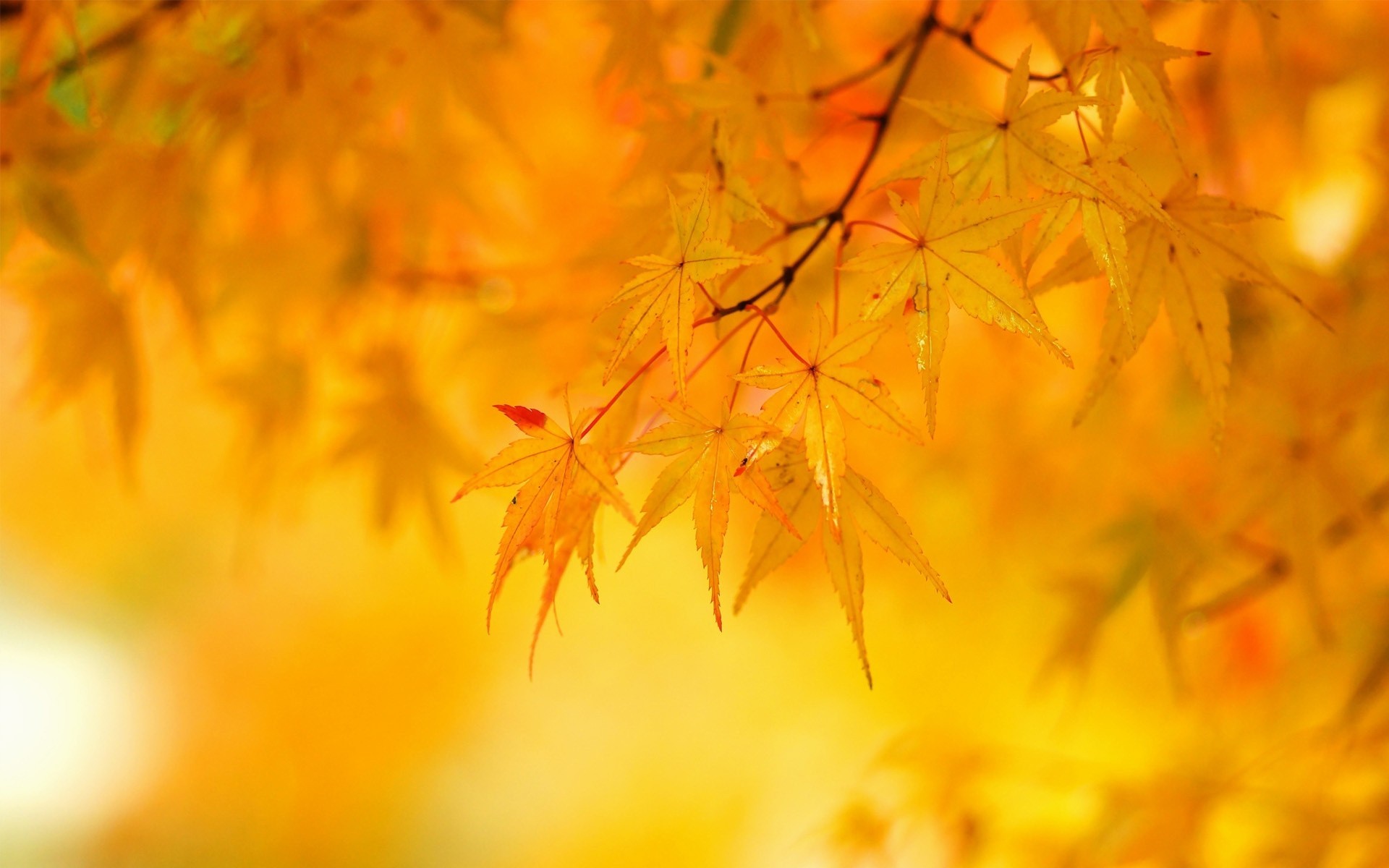 automne feuille érable jaune bois