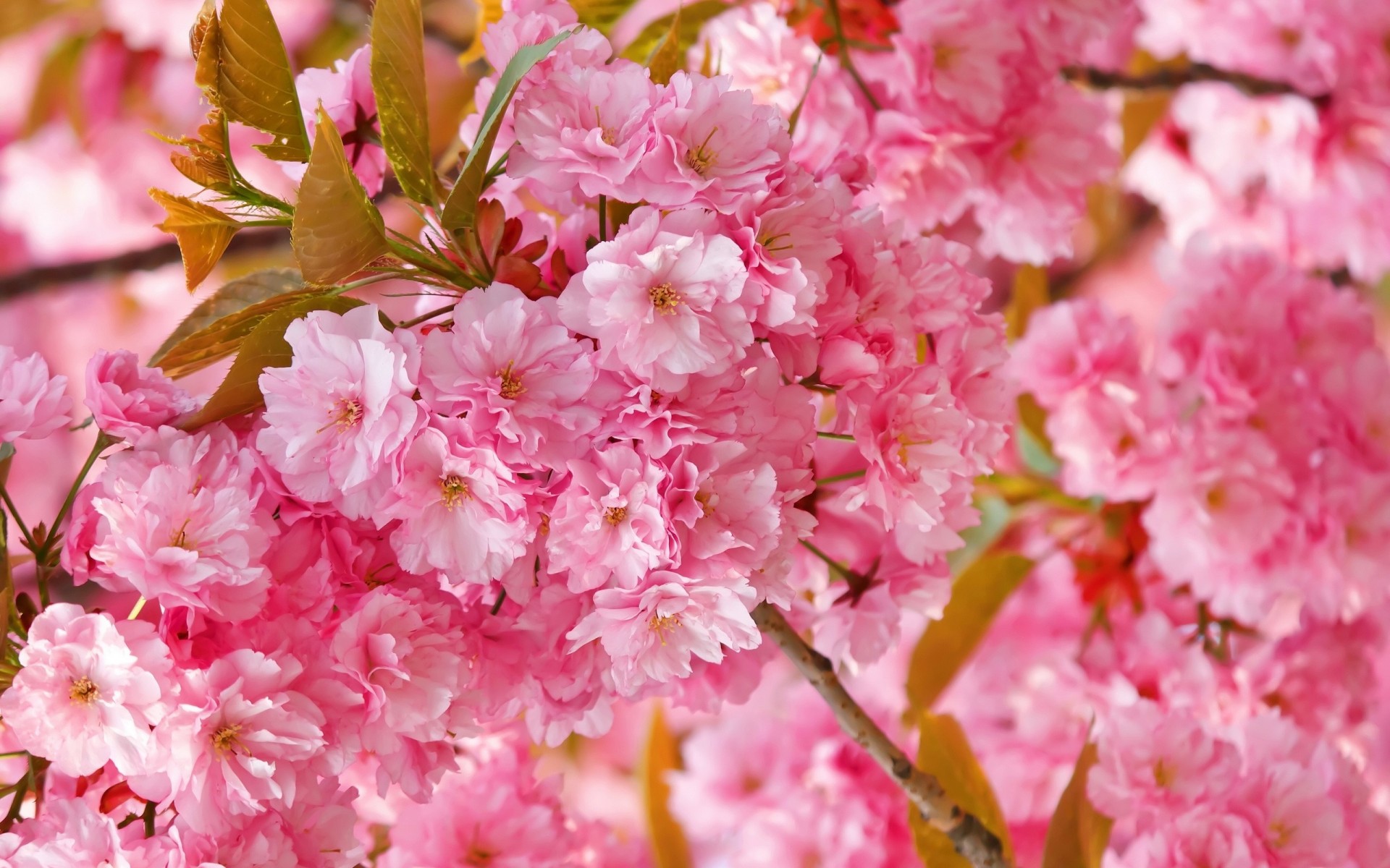 rose printemps fleurs sakura