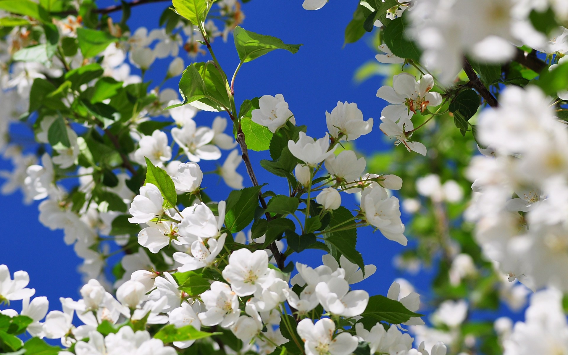 fruta floración primavera flores árbol