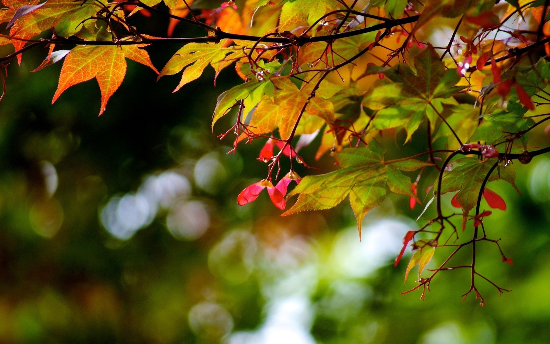 hoja otoño árboles macro