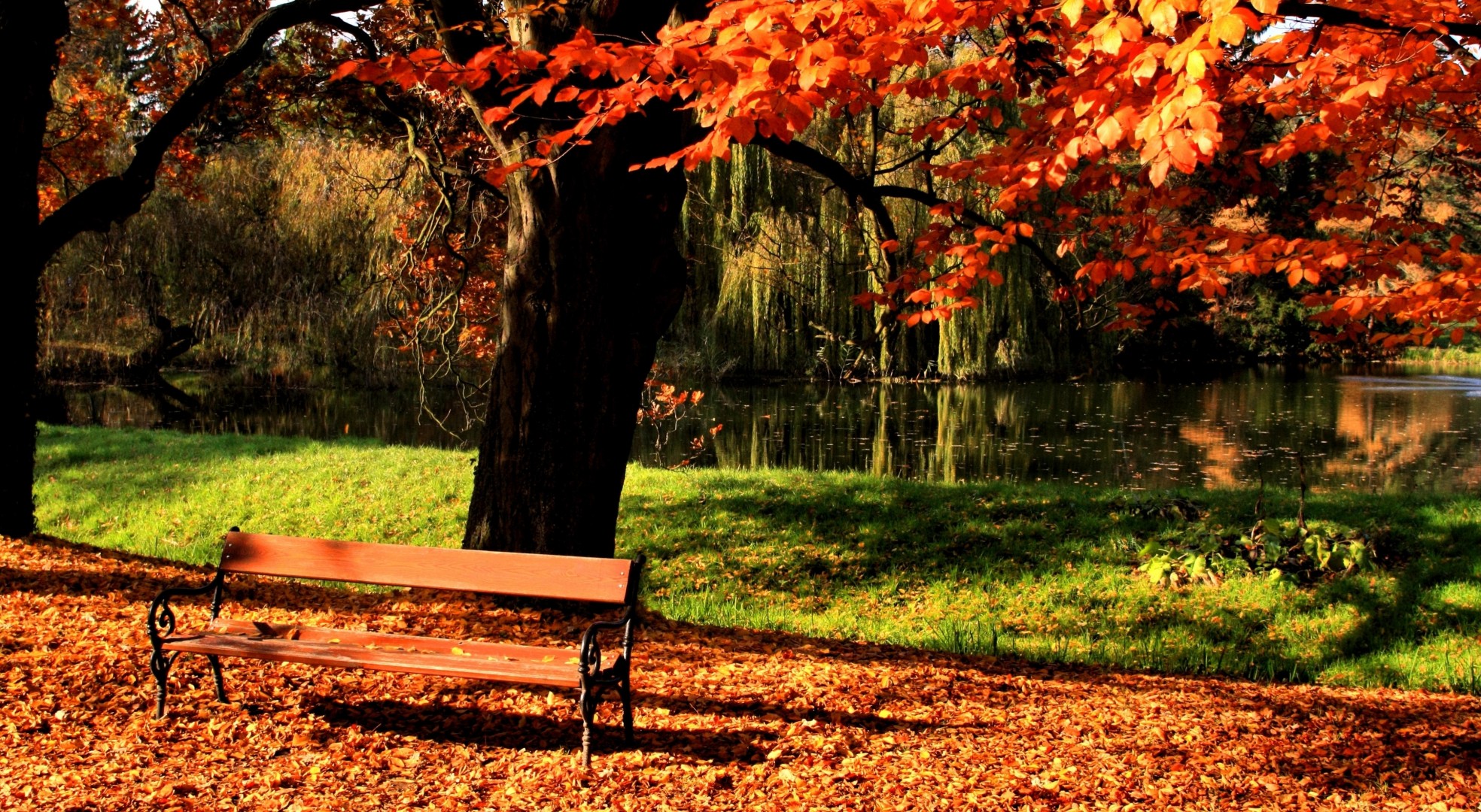 árbol lago luz parque banco otoño césped