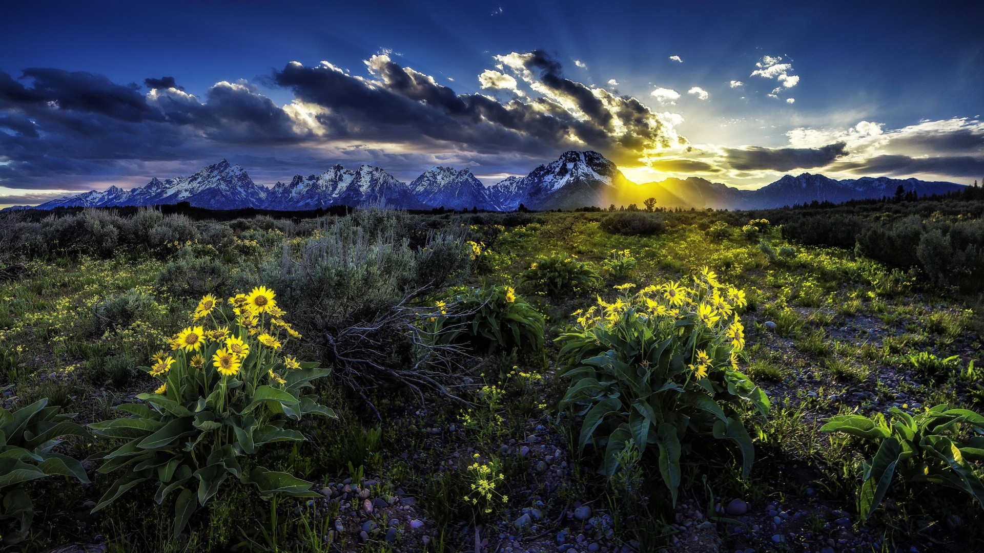 paesaggio tramonto fiori wyoming campo montagne stati uniti