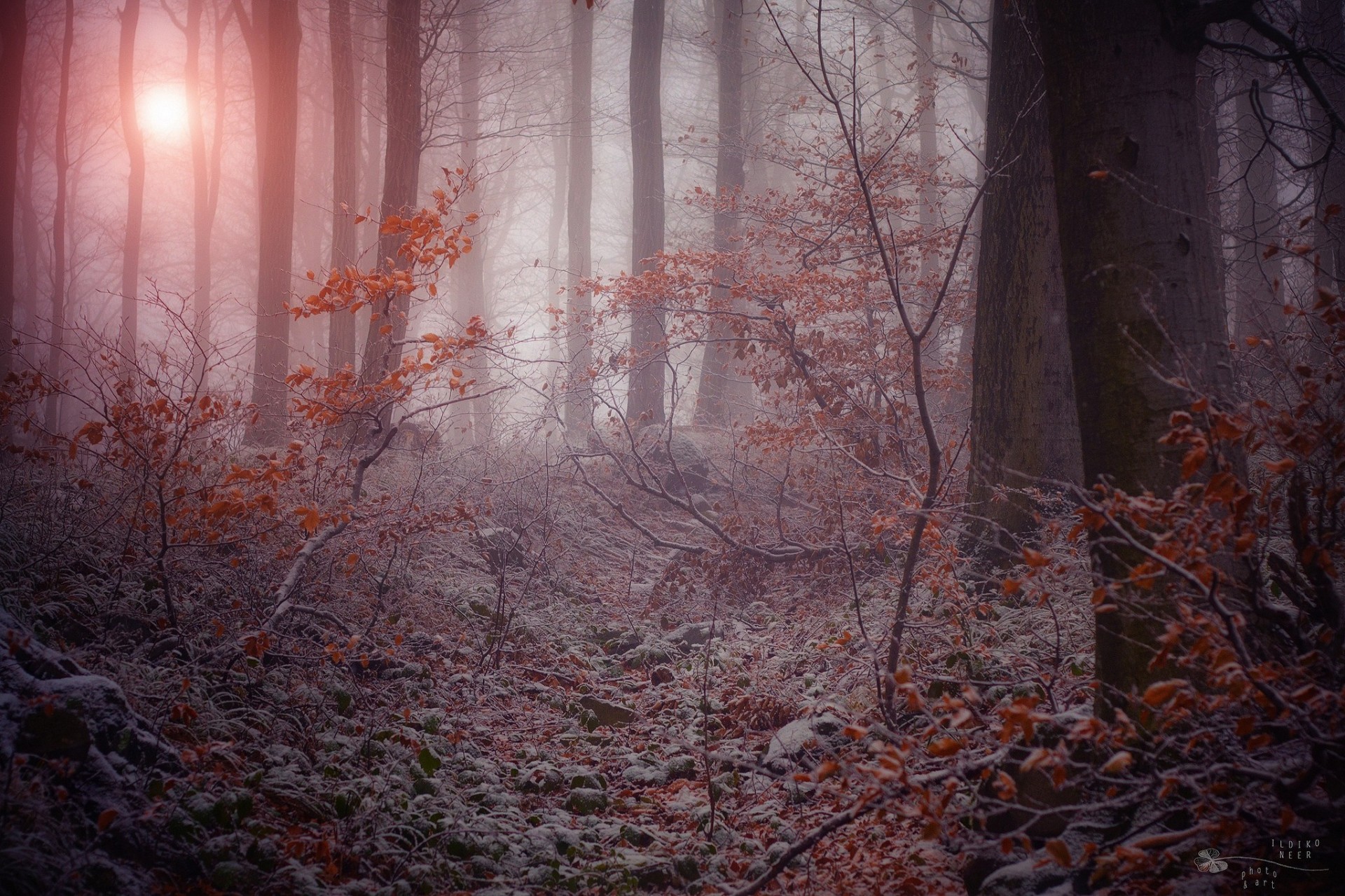 natura nebbia foresta oscura rami inverno gelo