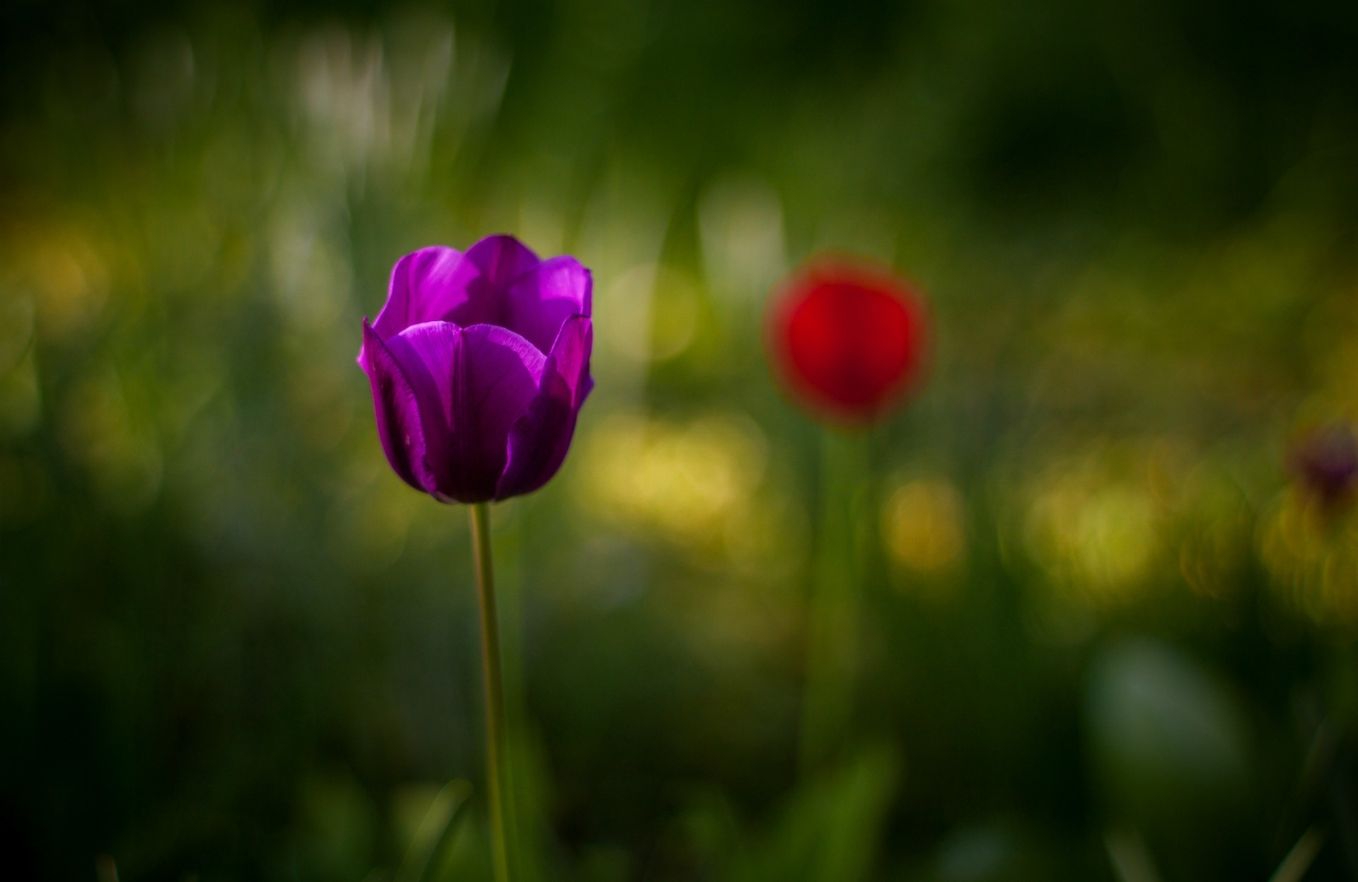 macro flor tulipán púrpura desenfoque