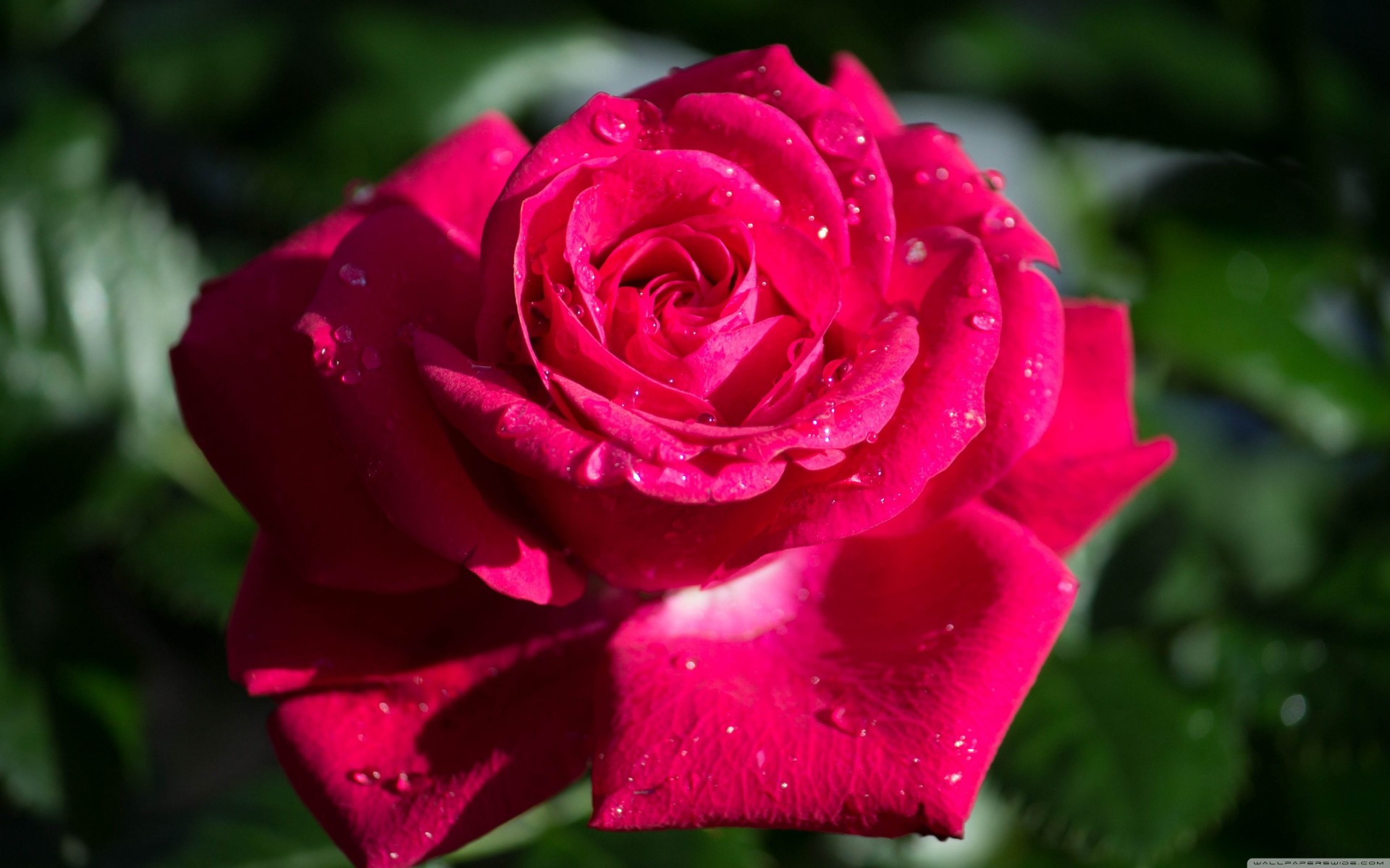 bokeh rouge rose canon roses