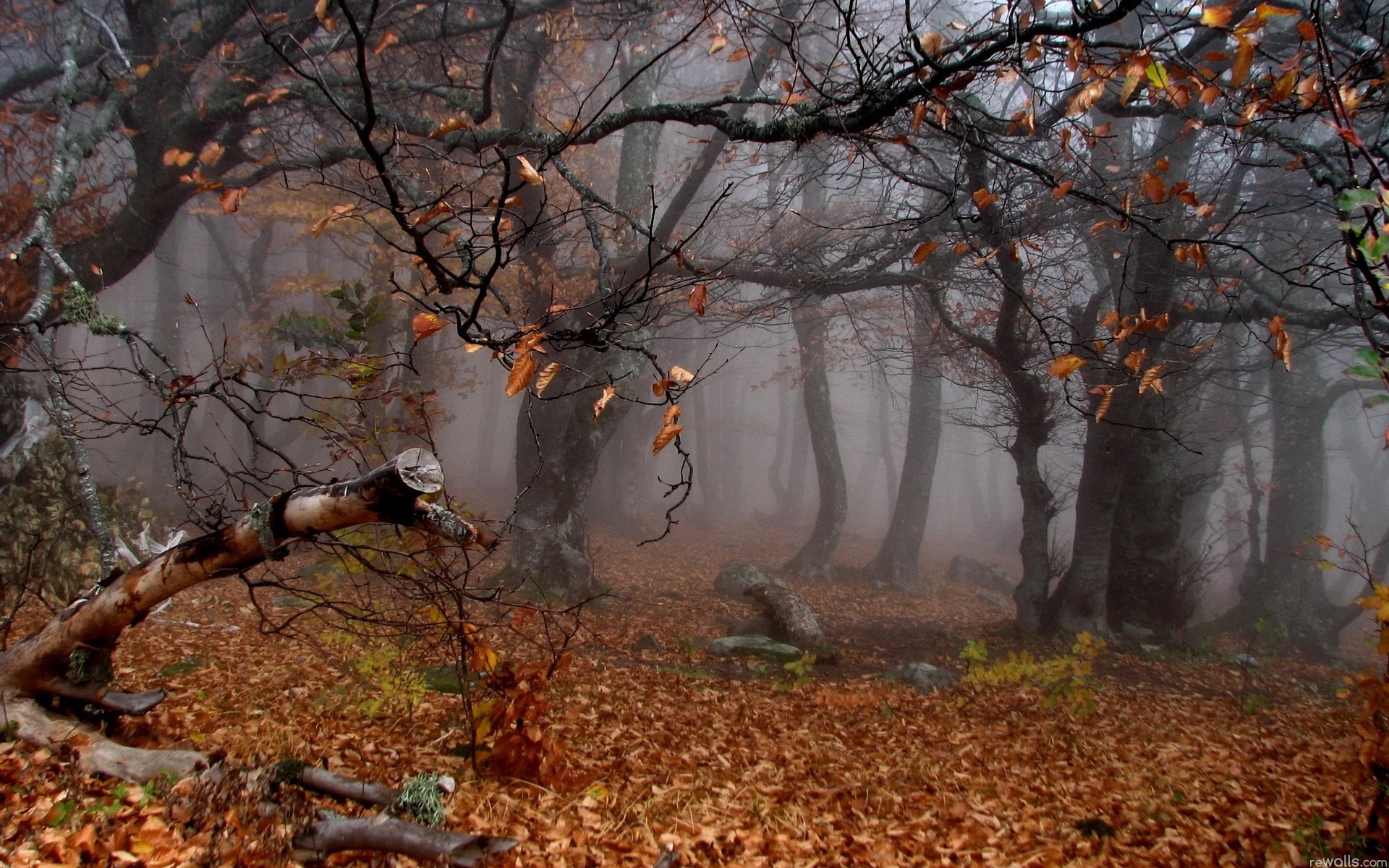 autunno nebbia alberi paesaggi foresta