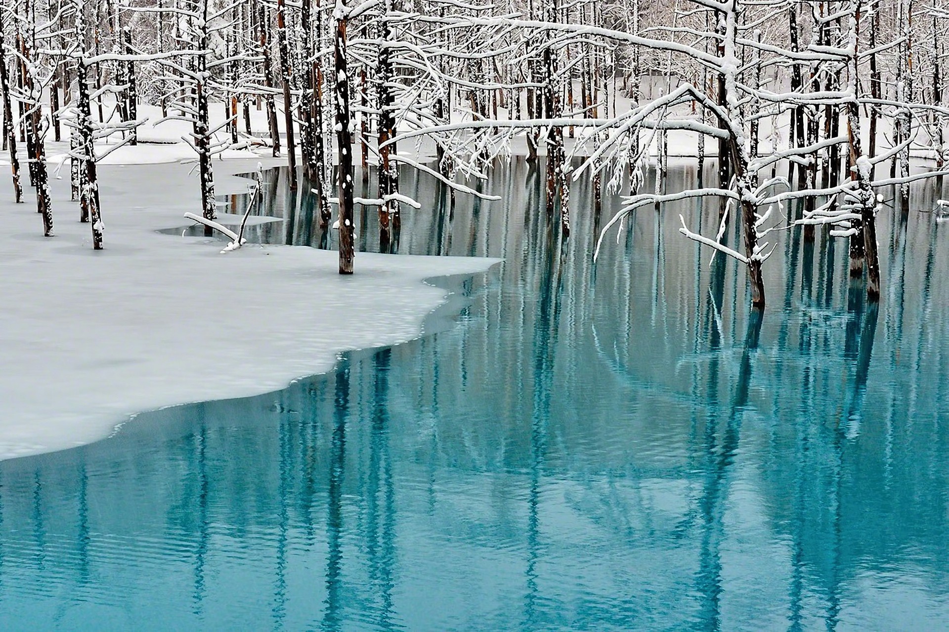 пейзаж природа лед деревья токио снег зима