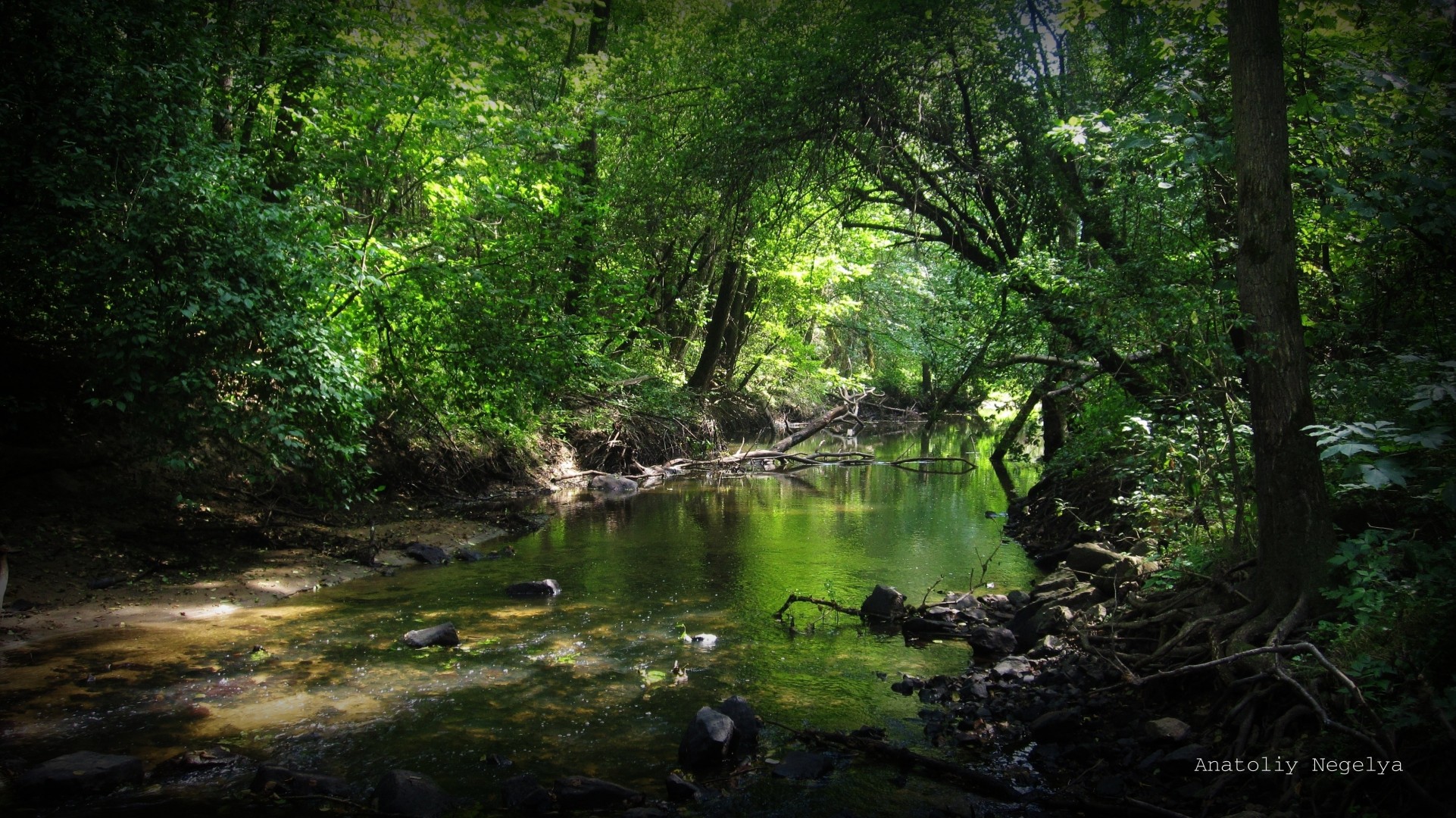 tones forest river thicket