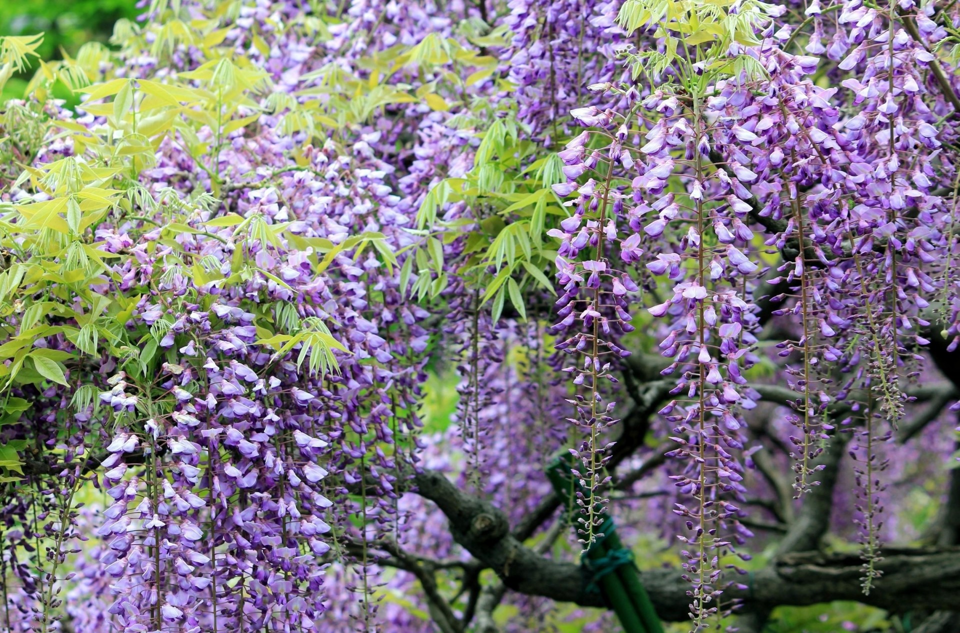 netteté glycine branches grappes