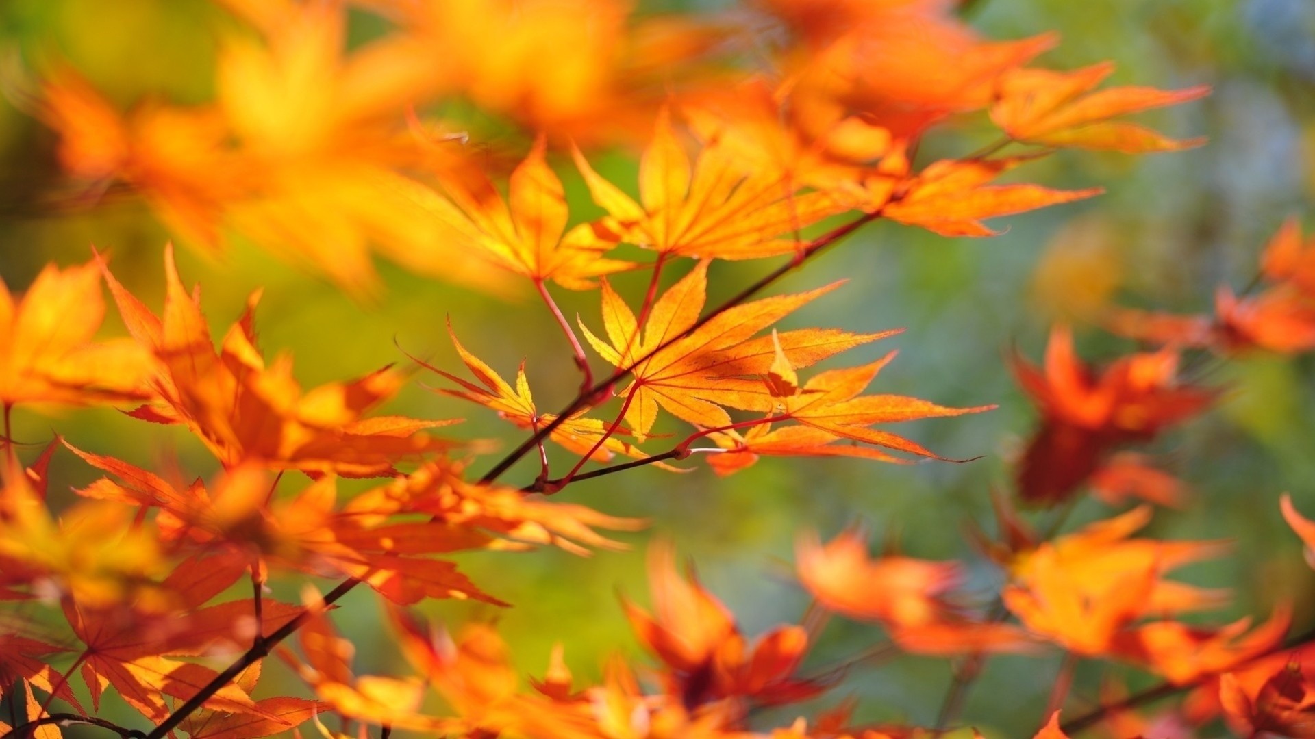 herbst blatt unscharfer hintergrund makro zweig