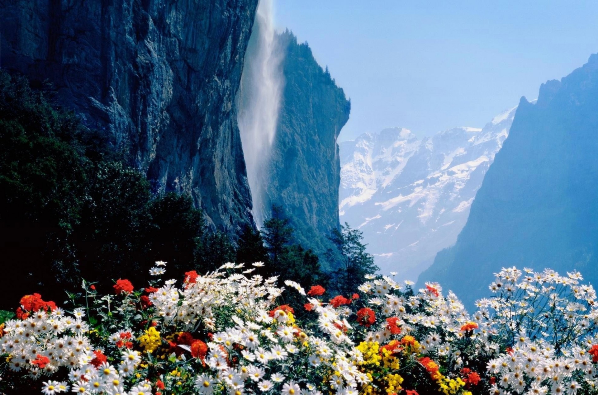 Цветы в горах Швейцарии