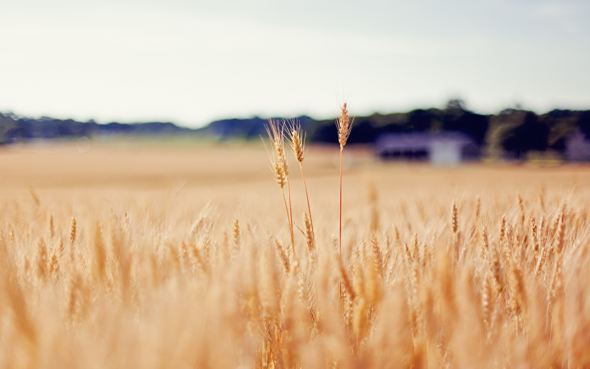 feld weizen ährchen gold unschärfe