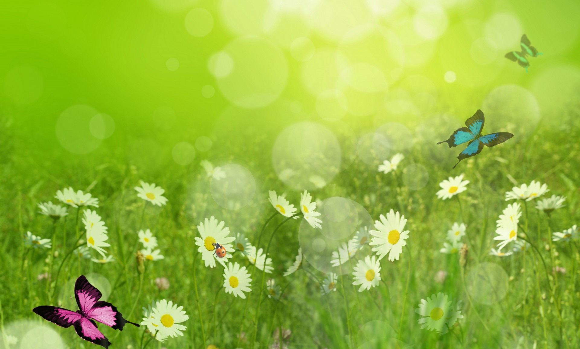 job art nature chamomile butterfly summer flower photoshop beautiful