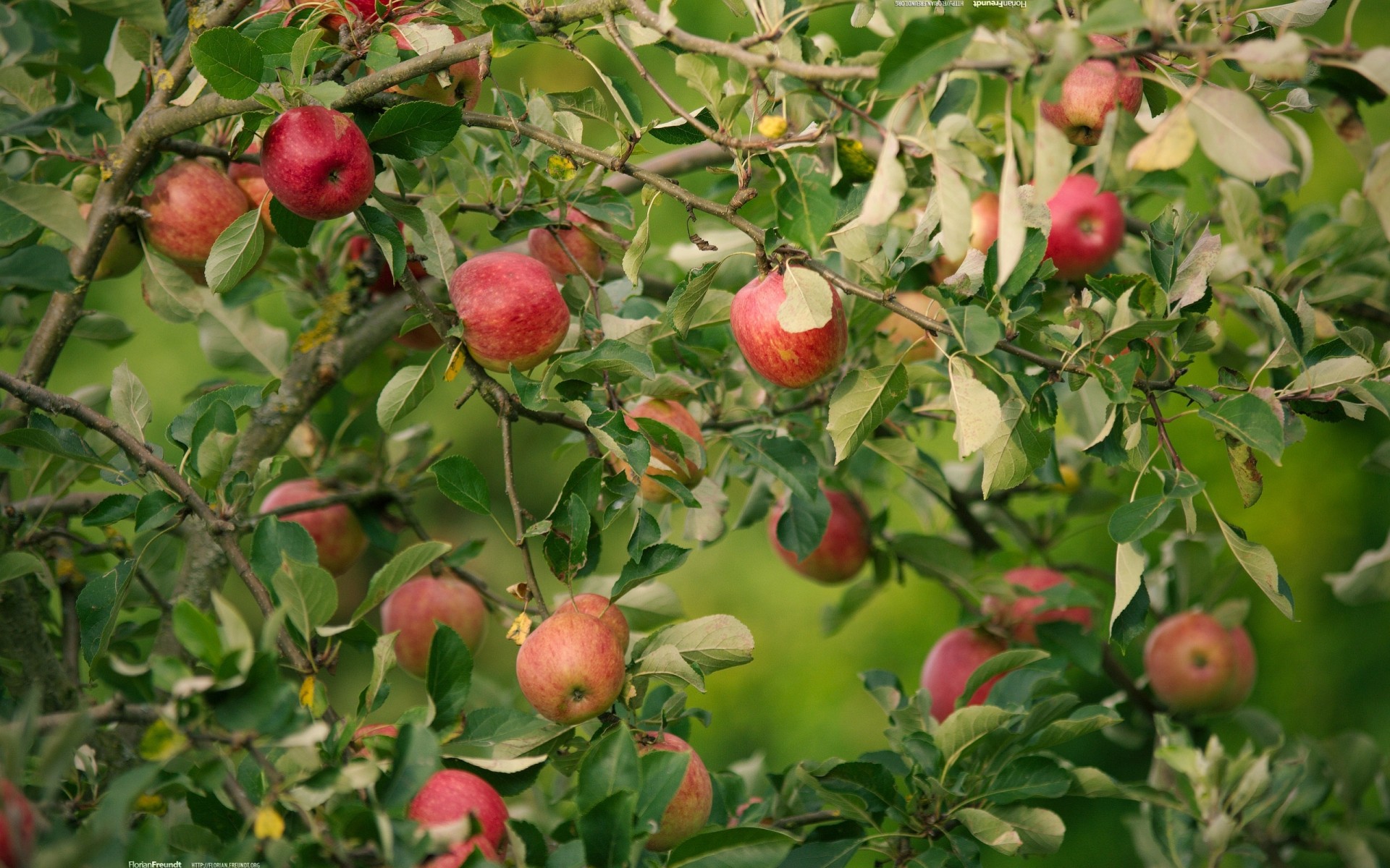 manzana manzanas árbol ramas naturaleza