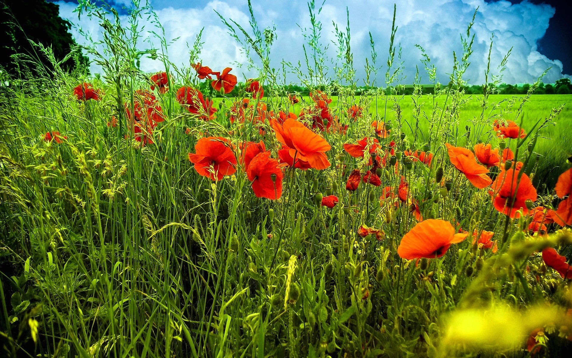 nuvole erba fiori cielo papaveri campo prato