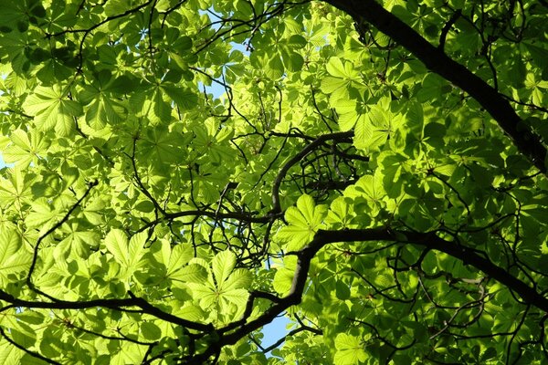 Hermosa Rama de castaño verde