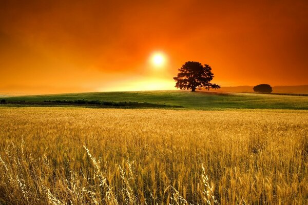 Orange Sonnenuntergang am Himmel über dem Feld