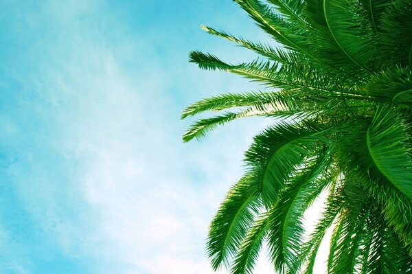 The crown of a palm tree in a sunny sky