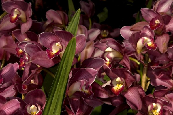 Pink flowers, orchids, lots