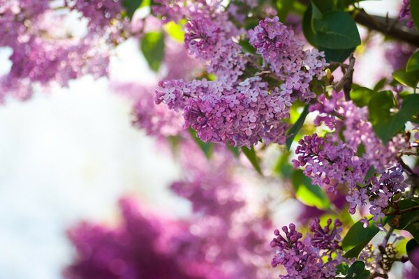 Lilla in fiore. Focus su un rametto di lillà