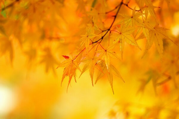 Yellow maple leaves on a tree