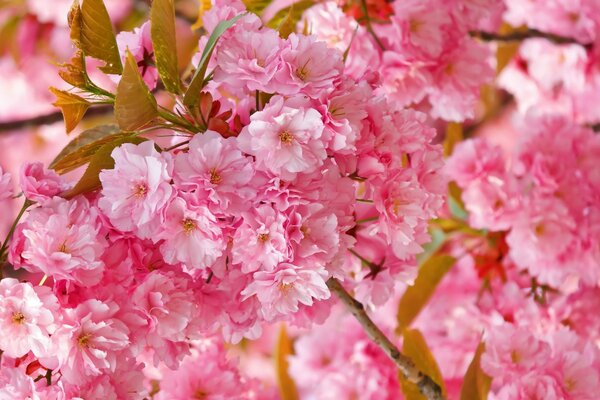 Fioritura di ramoscelli di Sakura in primavera