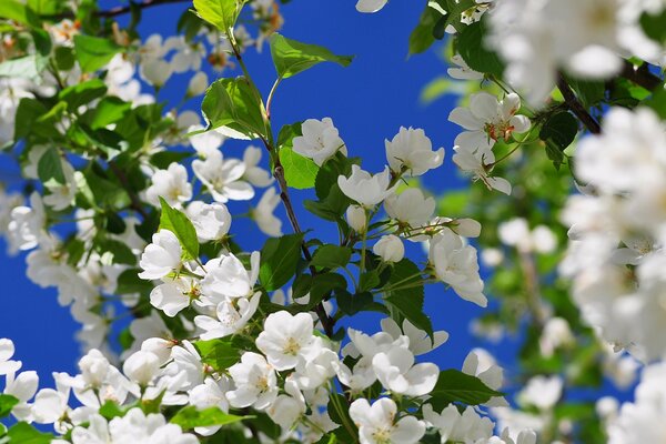 Weiße Apfelblüte auf blauem Himmelshintergrund