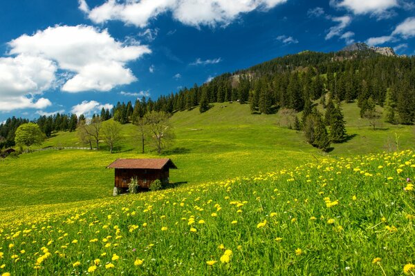 Landschaft mit Häuschen und Löwenzahnfeldern