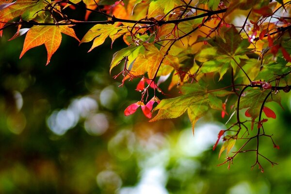 Desktop-Hintergrund Herbstlaub