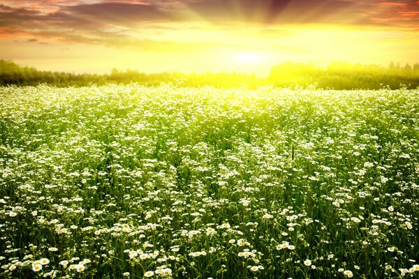 Chamomile field on a sunny day