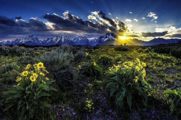 Field, flowers landscape nature evening