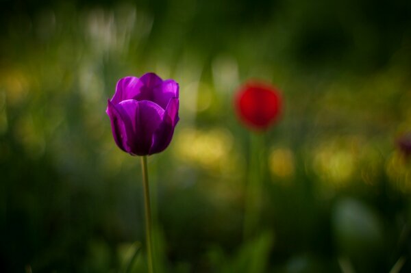 Bright purple tulip on a blurry background