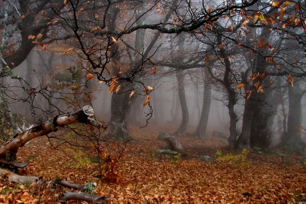 Bosque de niebla a finales de otoño