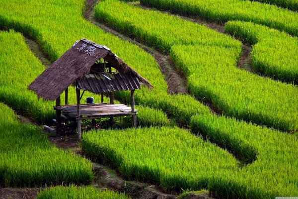 A house in the middle of a rice field