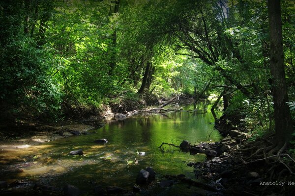 Ein Fluss in einem dunklen Wald inmitten eines Dickichts