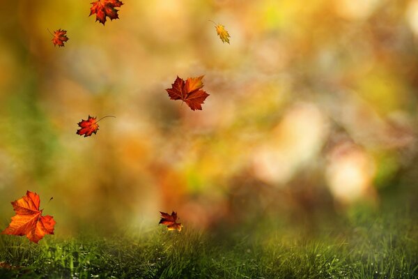 La hoja de otoño cae sobre la hierba