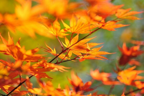 Branche avec des feuilles d automne sur fond flou