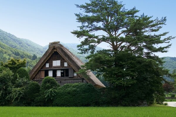 Solid greenery against the background of a house hidden in the mountains and trees