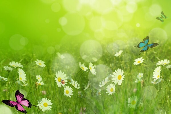 Papillons volent dans le champ de camomille