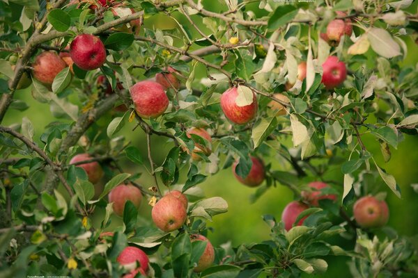 Herbstgartenäpfel auf Ästen