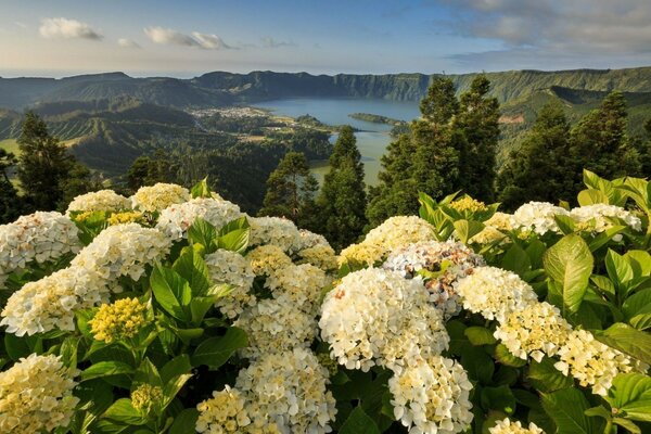 Fleurs sur fond de rochers et de lac